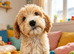 Beautiful healthy puppies Australian Labradoodle