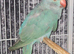 Blue pied 2026 ringnecks