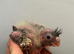 Adorable hand reared baby cockatiel