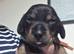 Beautiful KC Registered Dachshund Puppy Available