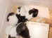 Litter of babies looking for their home