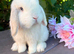 3 baby mini lops
