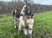 STANDARD JENNY FOAL