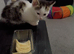 Kitten 11 weeks old