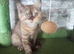 Cinnamon tortie bsh girl