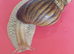 PINK LIPPED GIANT AFRICAN LAND SNAILS