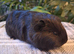 Black Swiss & Buff Cali Baby Boy Guinea Pigs