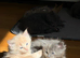 Adorable 5-Week-Old Kittens Ready for a Loving Home!