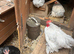Lavender pekin rooster