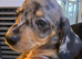 Miniature Jackshund