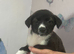 Mixed breed puppies