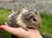 Baby guinea pigs