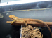 Hypo Bearded Dragon