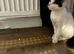 1 months old female kitten