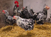 Rare Chernihiv Rainbow, Polish chicken breed