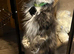 2 Maine Coon Cats