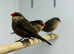 Common wax bill
