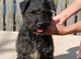 TOP QUALITY FELL TERRIER PUPS