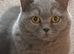 Lilac British Shorthair Female