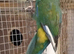 rare kakariki halfsider finger tame