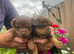 Pretty Jack Russell’s pups