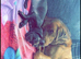 Female Labrador x springer spaniel puppy