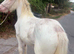 Clydesdale x cob filly