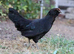 Tutti frutti ( blue egg layer) point of lay pullets for sale