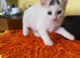 1 lovely kitten looking for her forever home