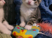 Stunning Female Kitten
