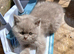 Beautiful British Shorthaired kittens