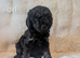 Rare chocolate cavapoos