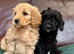 Stunning F1b cockapoo puppies READY NOW