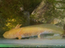 Adult axolotls, various colours available