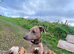 Lurcher