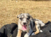 Stunning collie puppies for sale