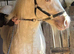 14.2 cremello colt