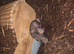 2 Rat needing a new home