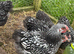 Silver Wyndotte Males
