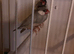Java sparrows free