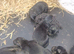 German shepherd pups