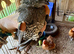 2 Californian quails - male