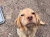Cocker spaniel