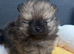 Exceptional tiny kc Pomeranian puppies. Male & female stunning!