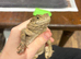 Agama lizard male and female and set up