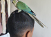 Super Friendly Cuddly Tame Parrot Blue