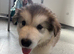 Pedigree pure Malamute Puppies
