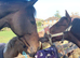 !16.2 SAFE HACK Irish national hunt!