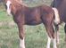 WELSH SECTION D CHESTNUT COLT FOAL