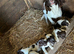 Springer Spaniel pups